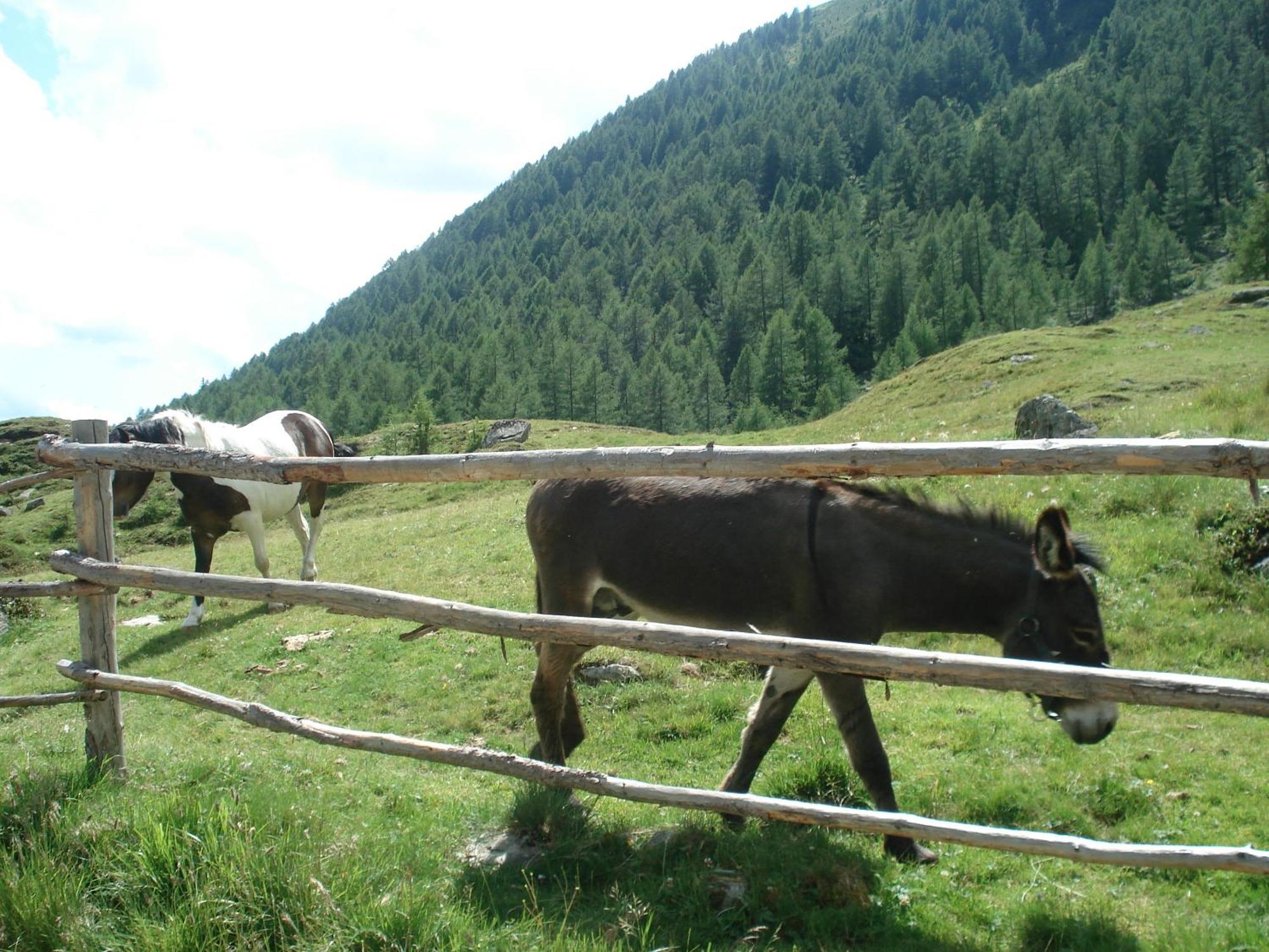 Haeuslerhof Farm stay